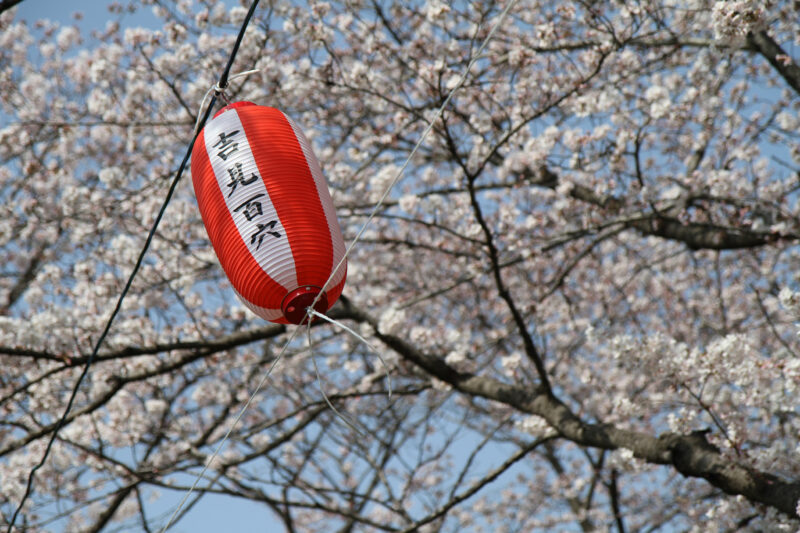Sakura in Yoshimi - 吉見の花見