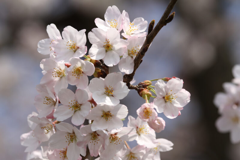 Sakura - 桜
