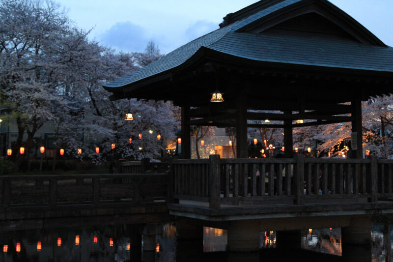 Hanami im Kaminuma Koen am Abend - 上沼公園の花見