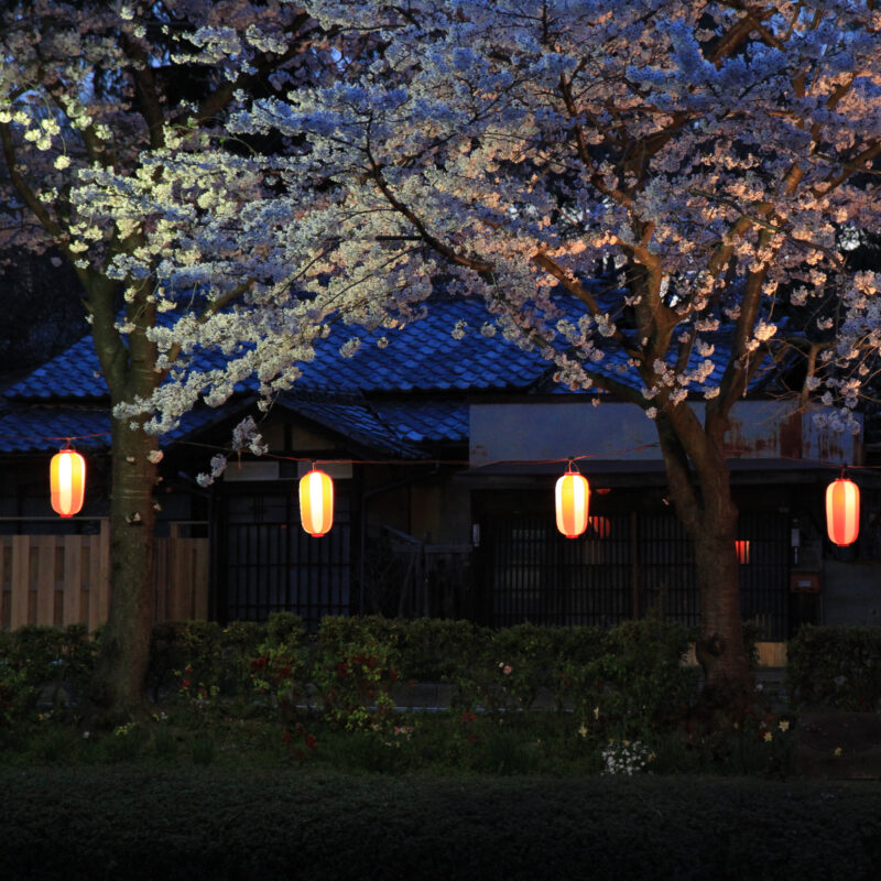 Hanami im Kaminuma Koen am Abend - 上沼公園の花見