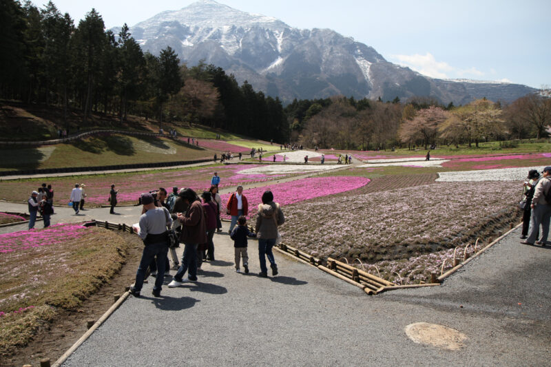 Shibasakura bei Chichibu - 秩父の芝桜