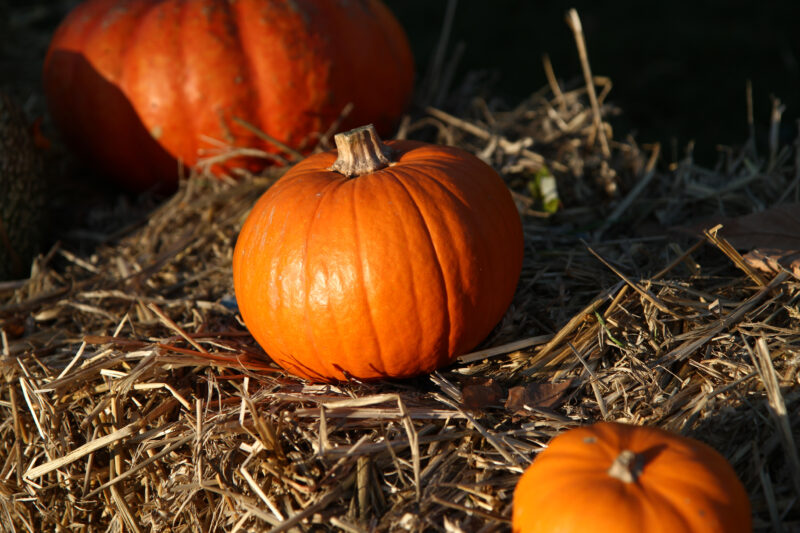 Blühendes Barock Ludwigsburg