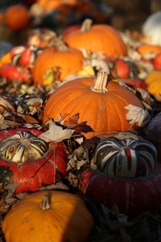 Blühendes Barock Ludwigsburg