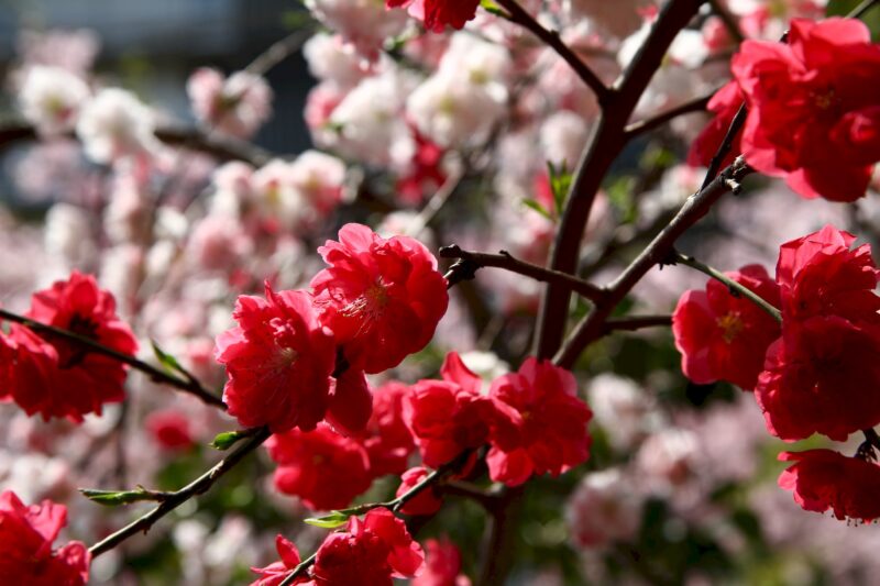 Kirschblüten