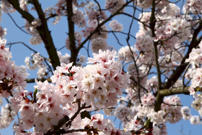 Kirschblüte im Kitano Jinja