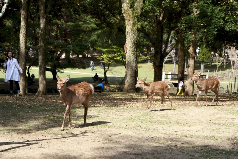 Nara Park