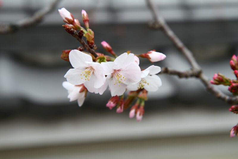 Kirschblüte nahe Ninna-ji