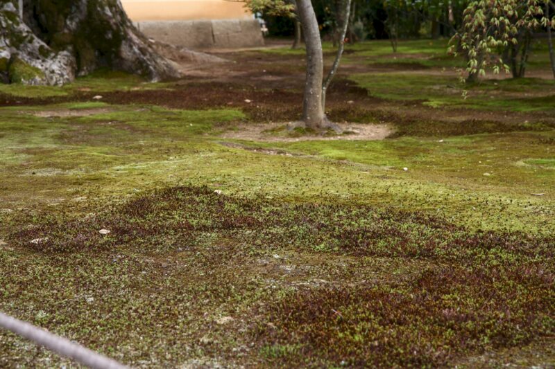 Moosgarten