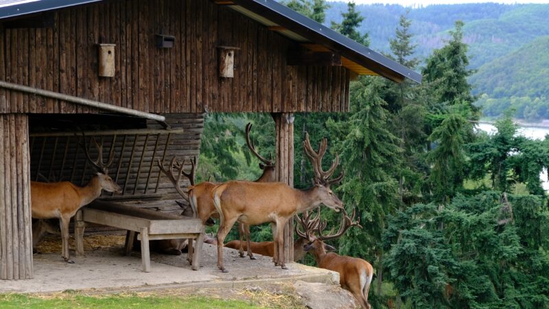 Silberhochzeit am Edersee im Juli 2020