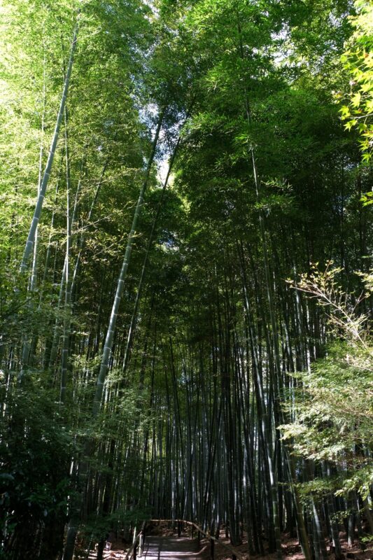 Bambus-Wäldchen im Park des Kōdai-ji (高台寺)