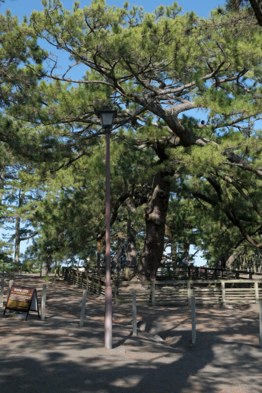 Die alte Pinie (先代 羽衣の松)
