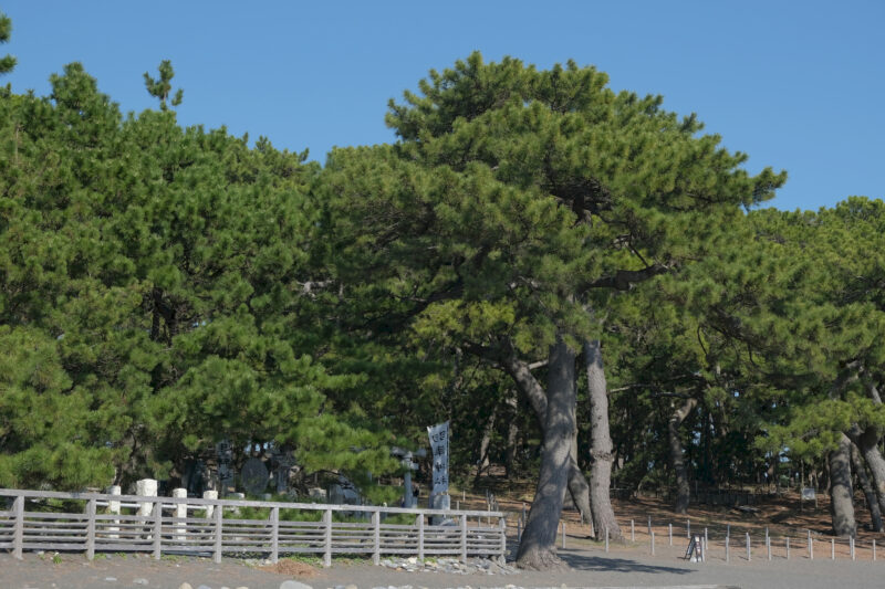 Pinien-Wald (清水羽衣公園) von Shimizu