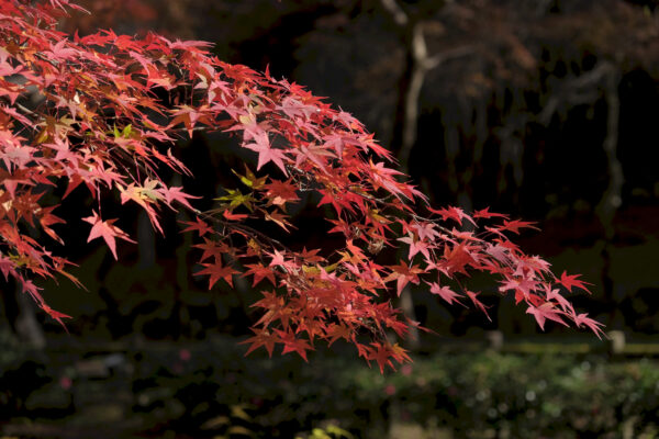 Momiji im Kitano Tenman-gū